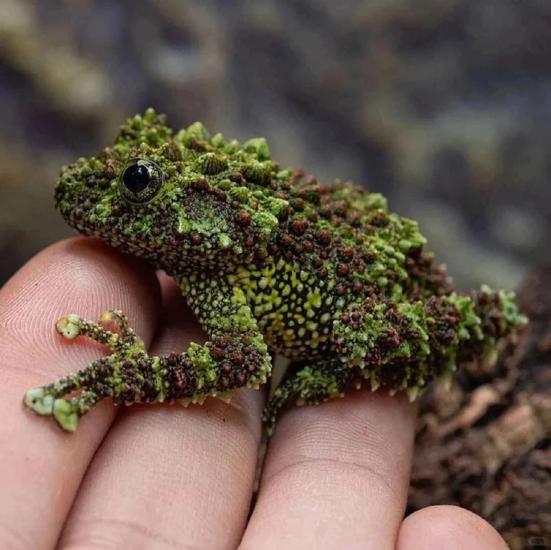 Ngắm ếch cây sần phân bố việt nam hiếm gặp và đẹp mắt