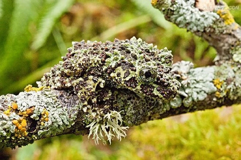 Khám phá ếch cây sần ẩn nấp ban ngày tinh vi và hiền