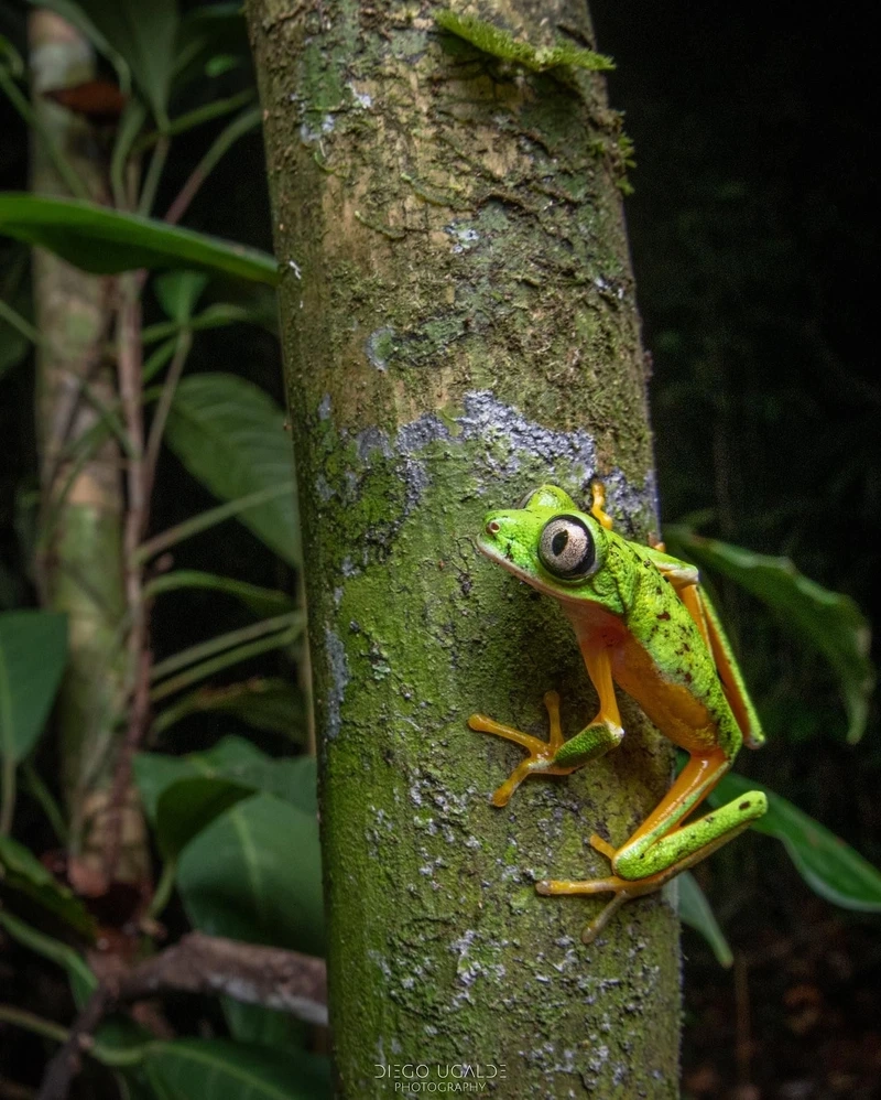 Khám phá vẻ đẹp sinh động của ếch lemur cảnh