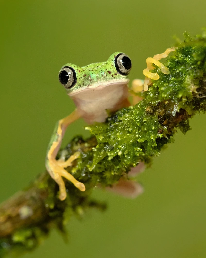 Khám phá loài ếch lemur độc lạ hiếm gặp