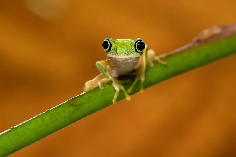 Nghệ thuật tạo hình độc đáo với ếch lemur nghệ thuật