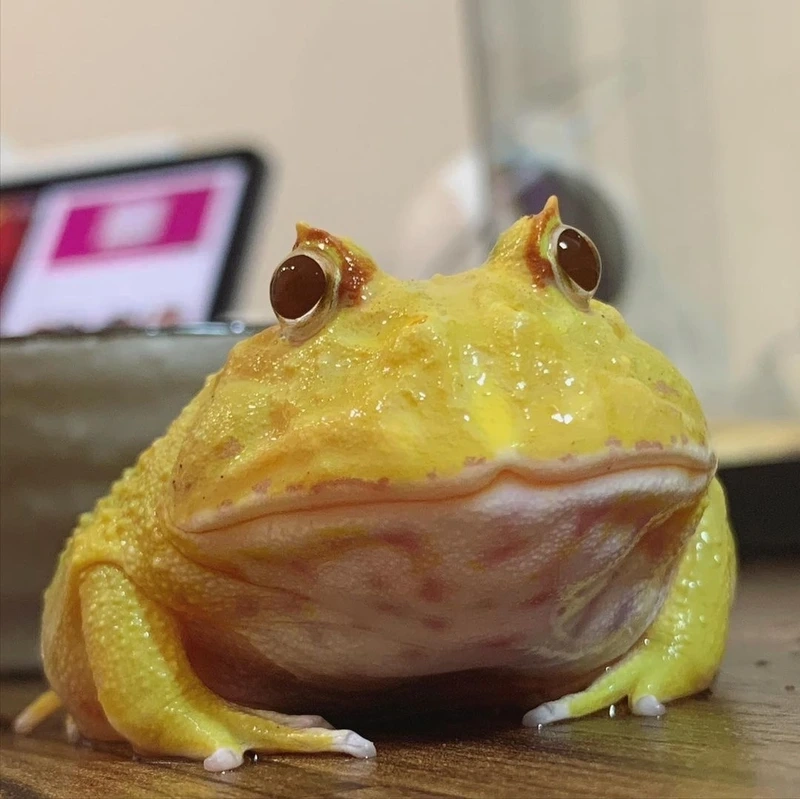 Chiêm ngưỡng ếch pacman cảnh sinh động và nổi bật