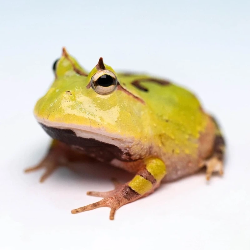 Nuôi ếch pacman nuôi cảnh tiện lợi và sinh động