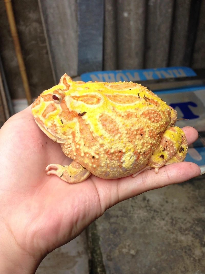 Ngắm ếch pacman albino rực rỡ và độc đáo