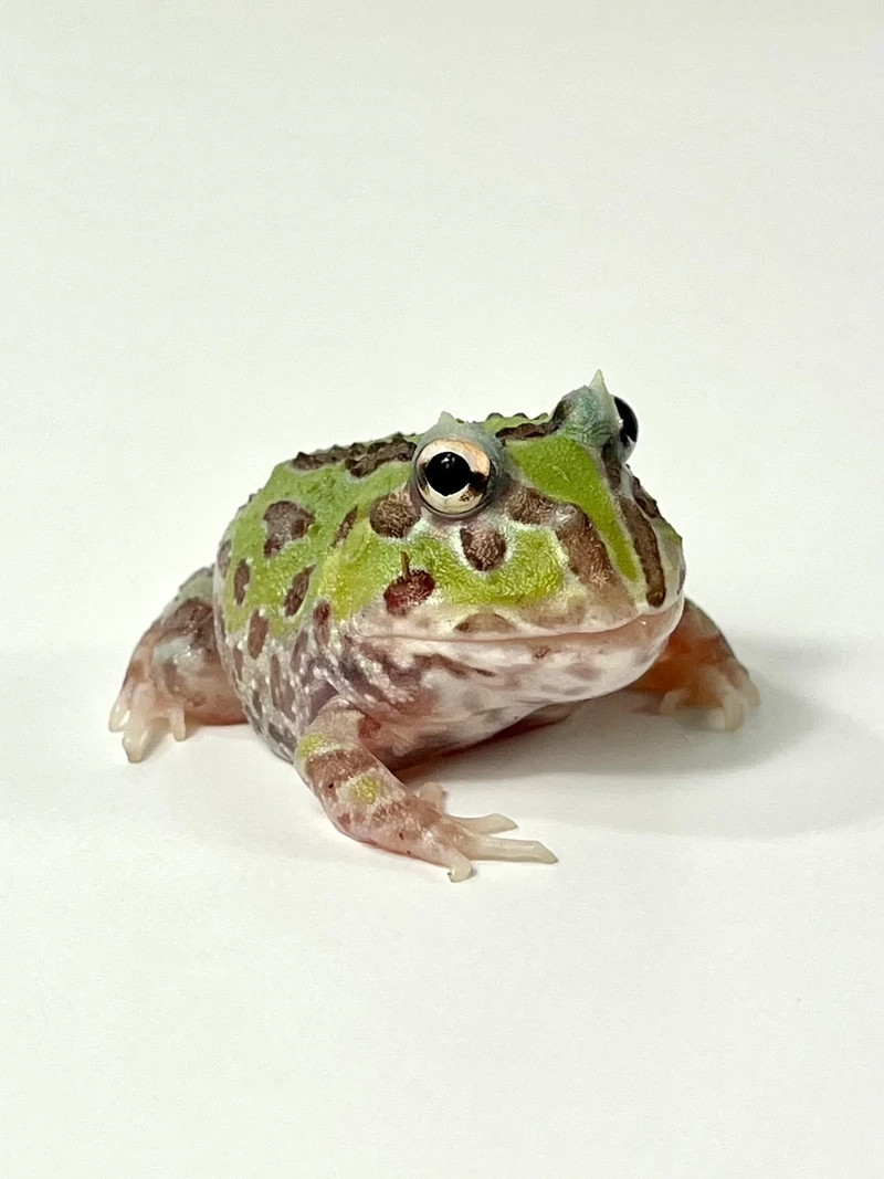 Ngắm ếch pacman đẹp sinh động và ấn tượng