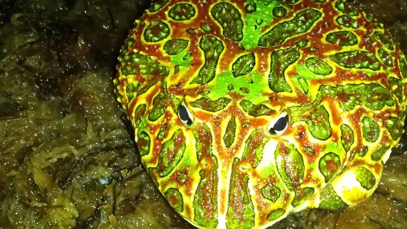 Lựa chọn ếch pacman dễ nuôi cho người mới bắt đầu