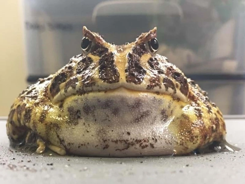 Khám phá ếch pacman lưỡng cư cảnh hiền