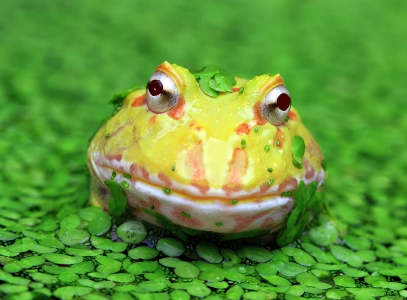 Ngắm ếch pacman tạo hình độc lạ ấn tượng