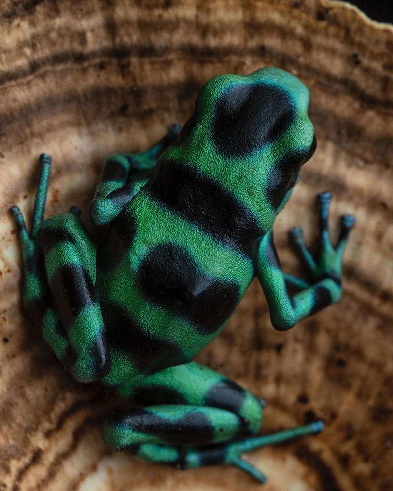 Chiêm ngưỡng ếch phi tiêu độc đẹp rực rỡ và sinh động