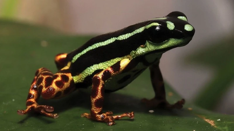 Ngắm ếch phi tiêu độc hoang dã tự nhiên và hiếm gặp