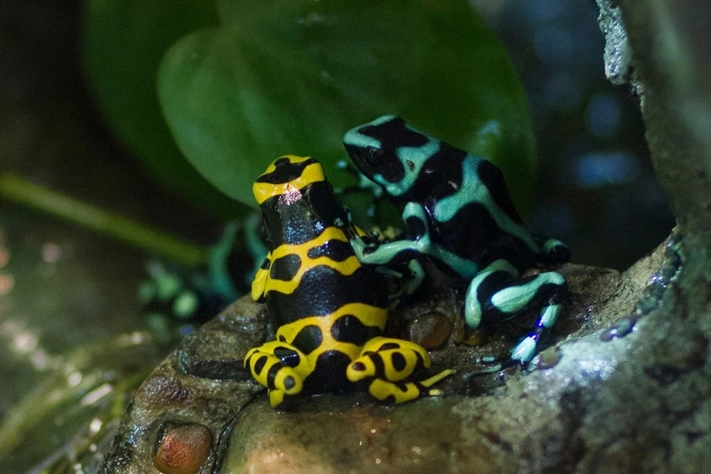 Chiêm ngưỡng ếch phi tiêu độc nhỏ đáng yêu và hiền