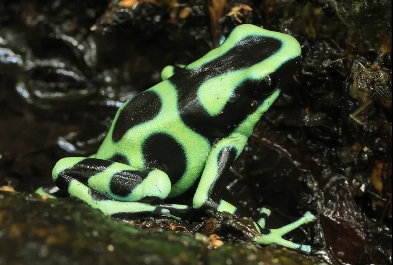 Khám phá ếch phi tiêu độc bò sát lưỡng cư sinh động và độc đáo