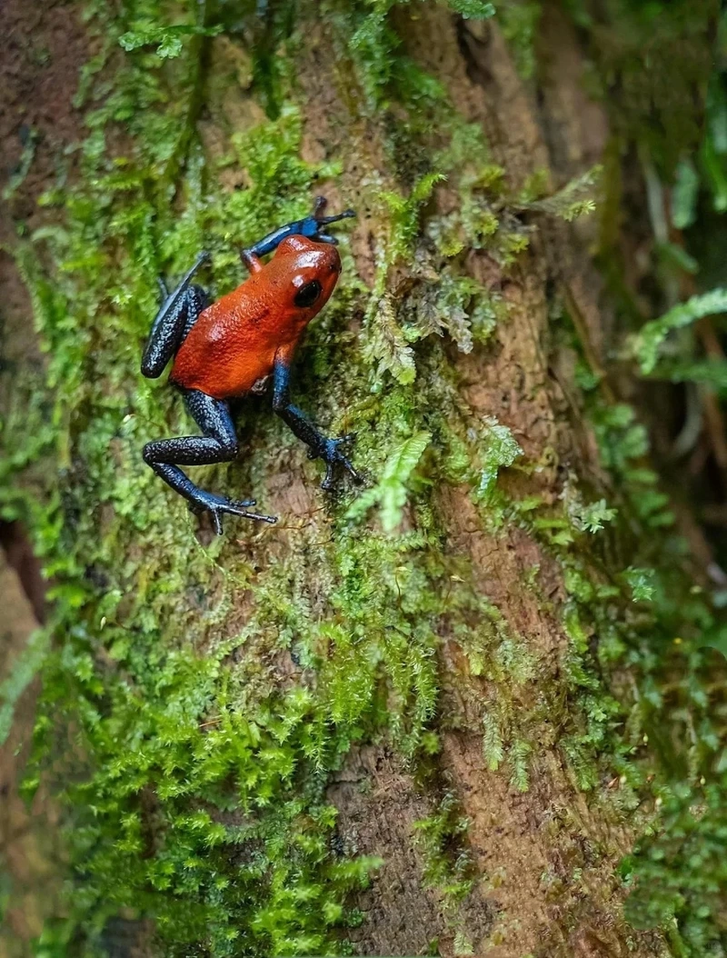 Khám phá ếch phi tiêu độc trong tự nhiên sinh động và độc đáo
