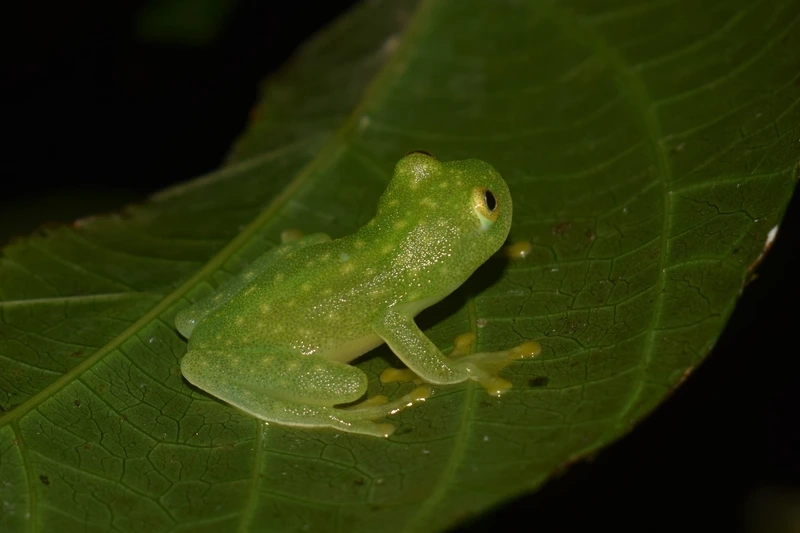 Thú vị với ếch thủy tinh sống trên lá mát lành