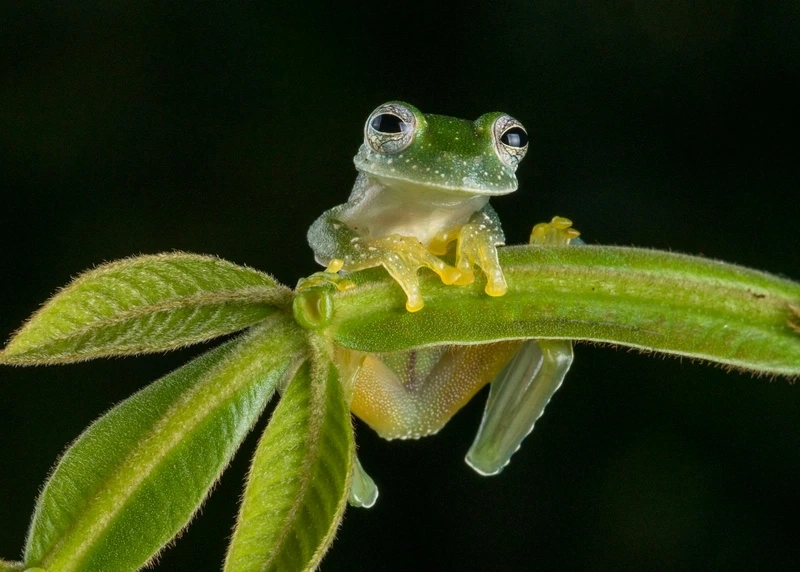 Quan sát ếch thủy tinh sinh sản tự nhiên trong môi trường
