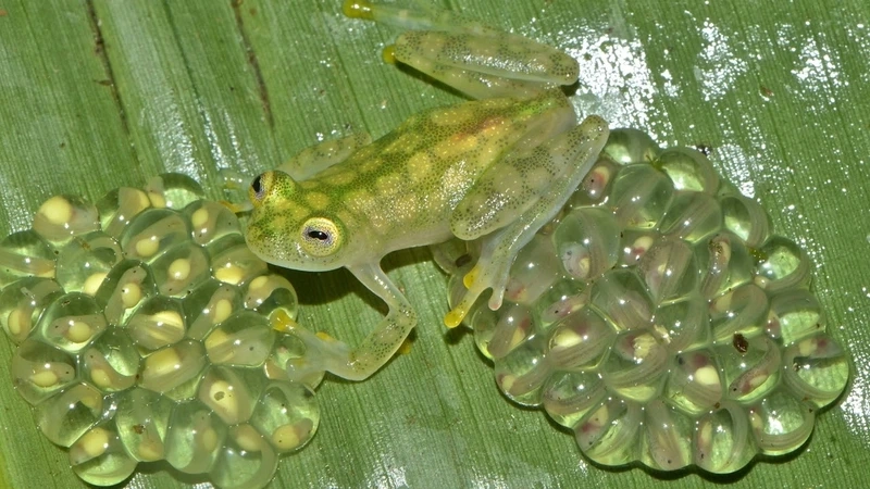 Khám phá đặc điểm ếch thủy tinh động vật lưỡng cư