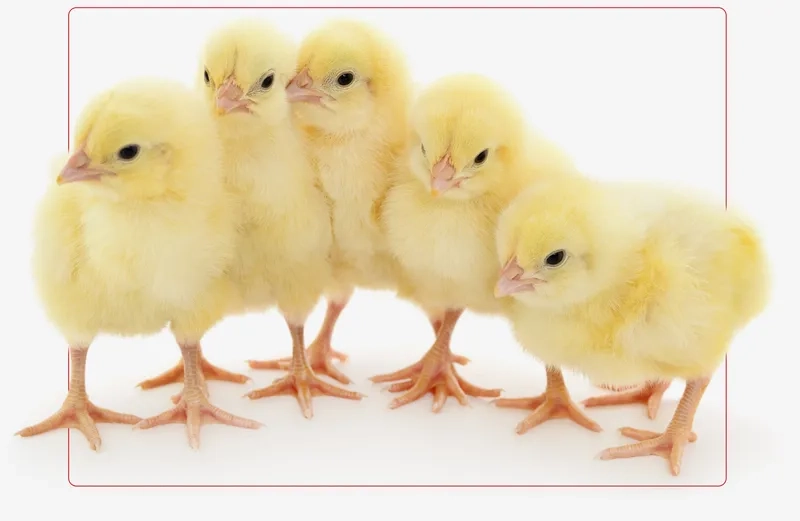 Những mẫu gà con hoạt hình ngộ nghĩnh