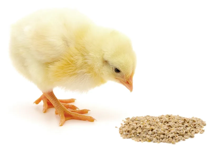 Chăm sóc gà con 1 ngày tuổi kỹ lưỡng