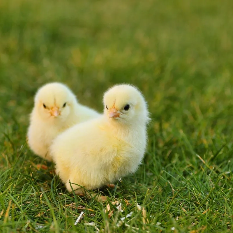 Điều chỉnh nhiệt độ úm gà con chuẩn