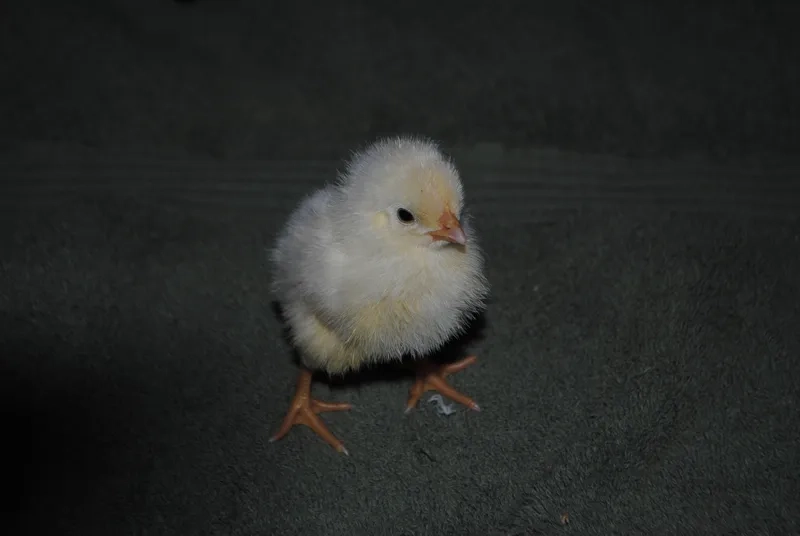 Lựa chọn các loại gà con giống tốt