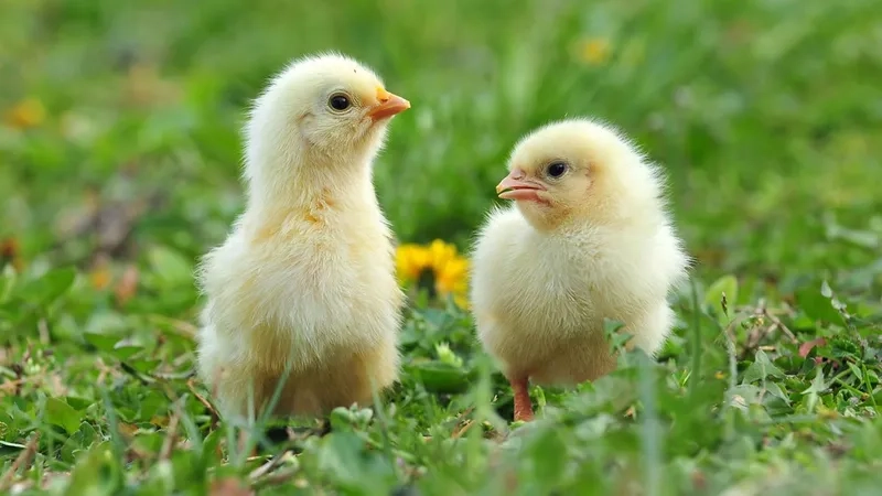 Những chú gà con dễ thương trong vườn