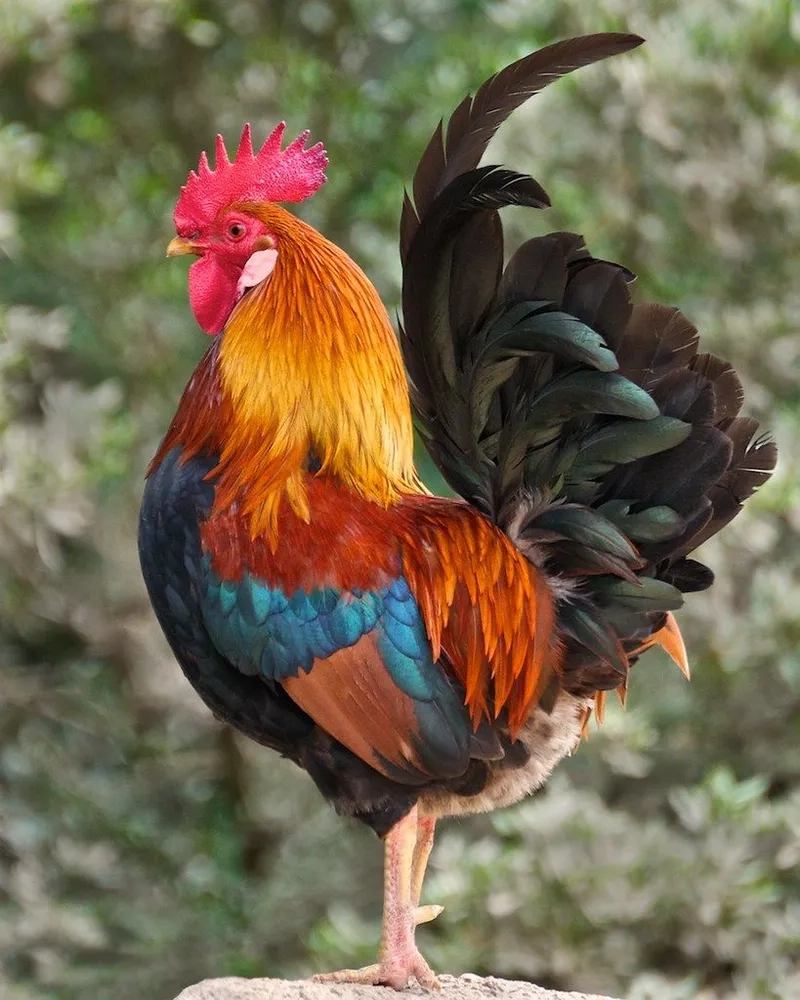 Kích thước gà trống khổng lồ hiếm