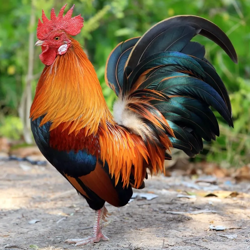 Vẻ đẹp gà trống đuôi dài mượt