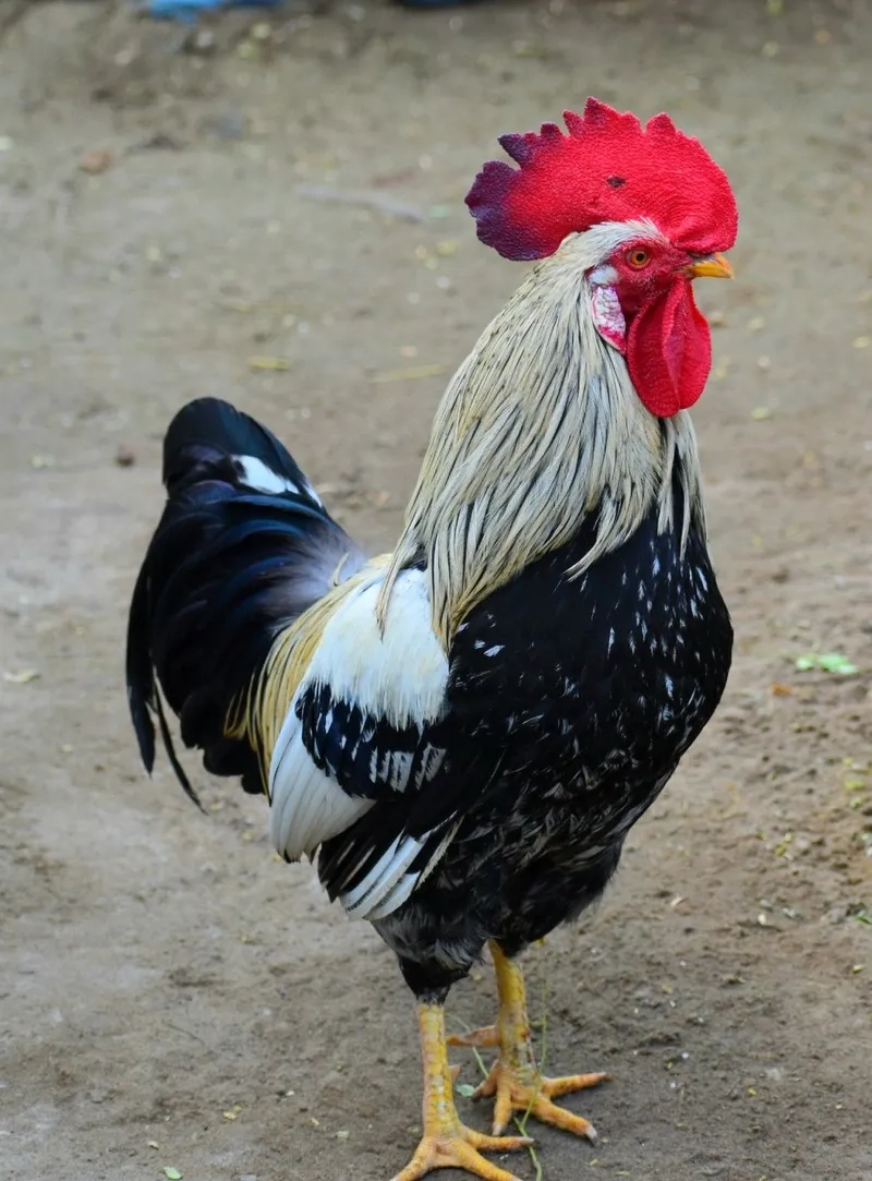 Ngắm nhìn gà trống tre đẹp mắt