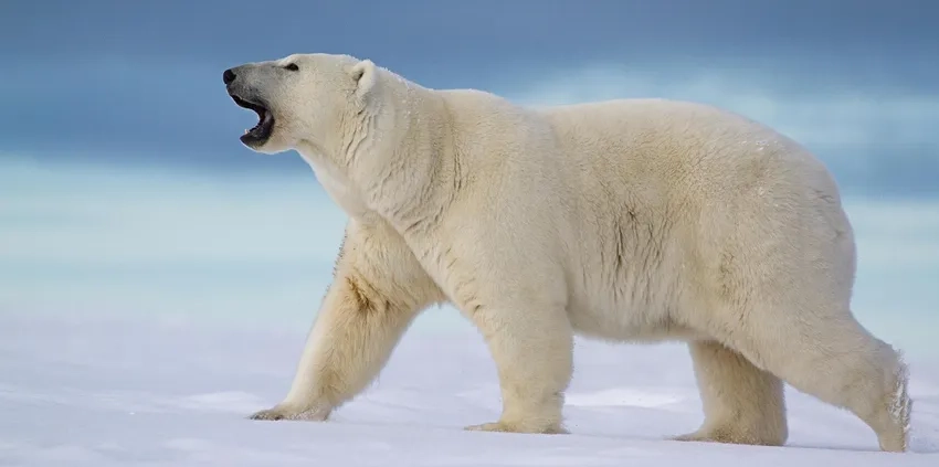 Hình gấu bắc cực cute khiến tim bạn tan chảy