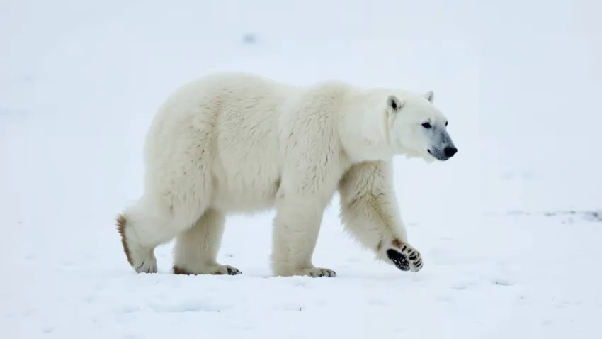 Hình ảnh gấu bắc cực sống động giữa tuyết trắng