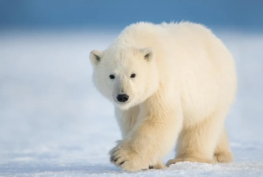 Ảnh gấu tuyết ngộ nghĩnh trong môi trường bắc cực