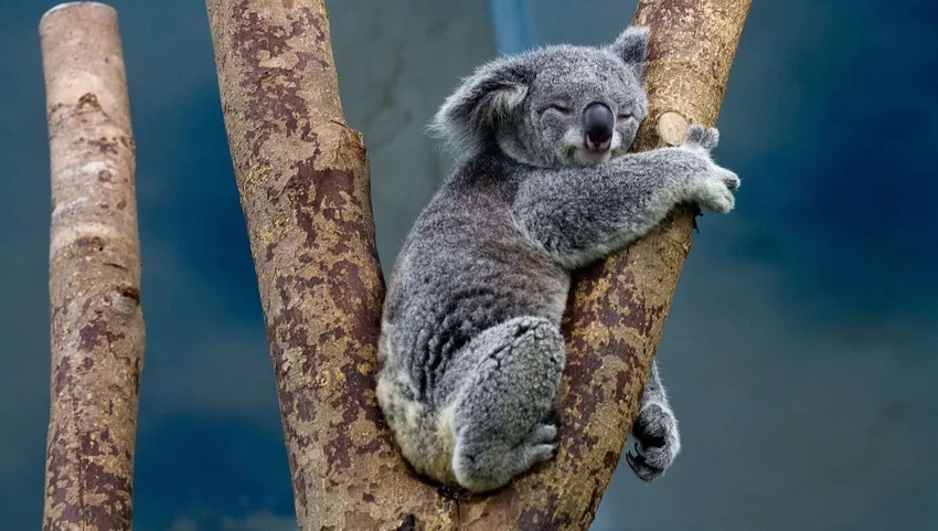 Gấu koala hoang dã tự do trên những cây eucalypt