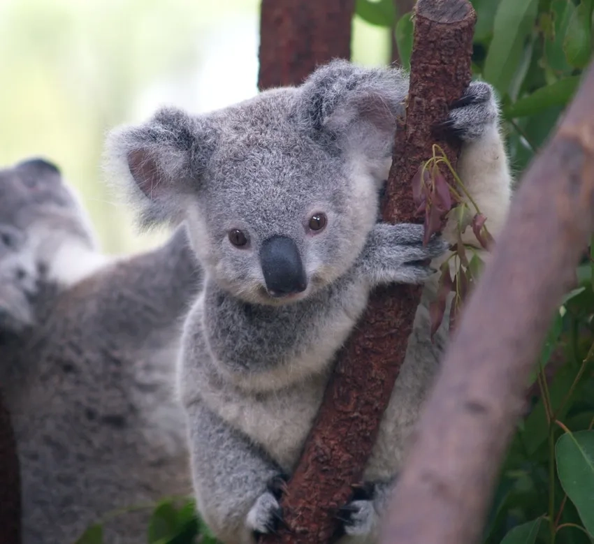 Koala ăn lá khuynh diệp mỗi ngày để sinh tồn