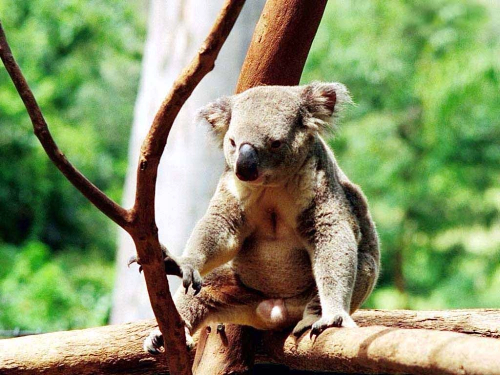 Ảnh gấu koala đáng yêu khiến tim bạn tan chảy