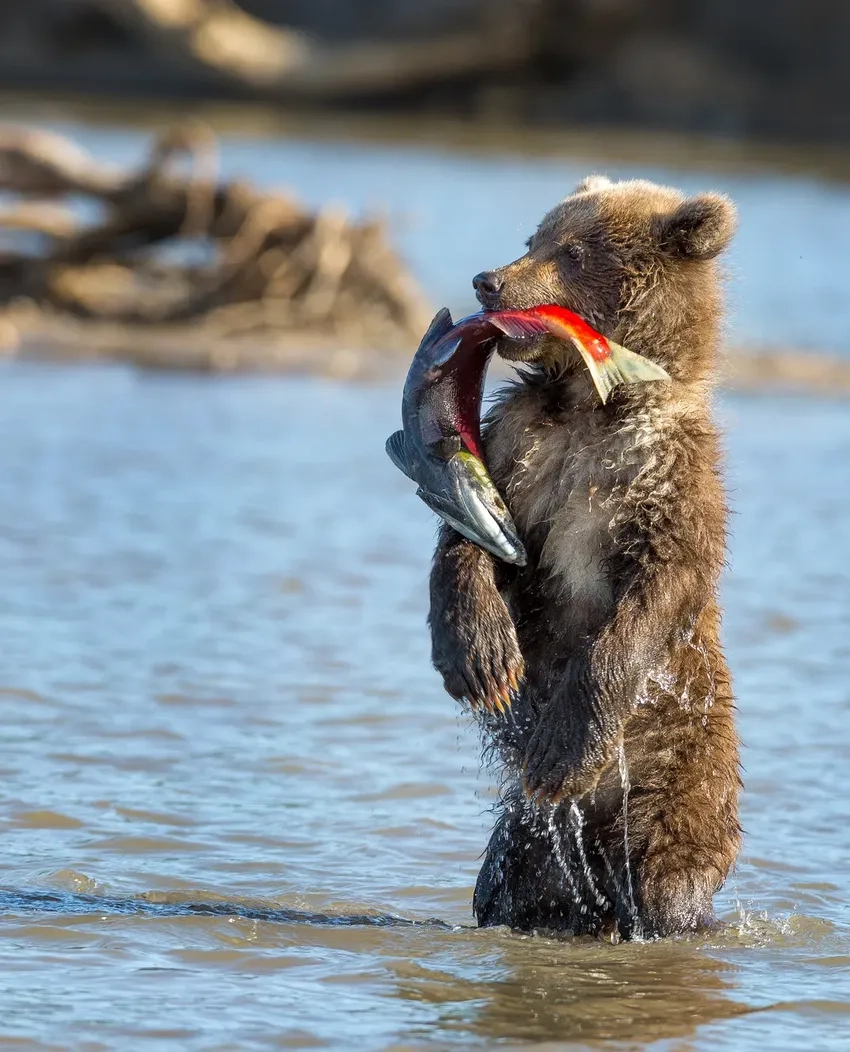 Ảnh gấu nâu bắt cá hồi đầy ngoạn mục