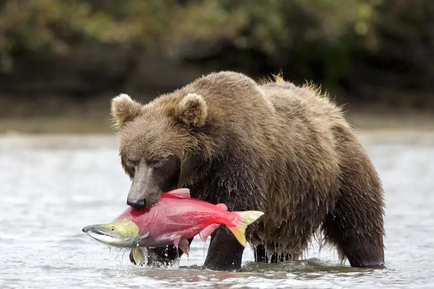 Ảnh gấu nâu hoang dã đẹp giữa rừng xanh