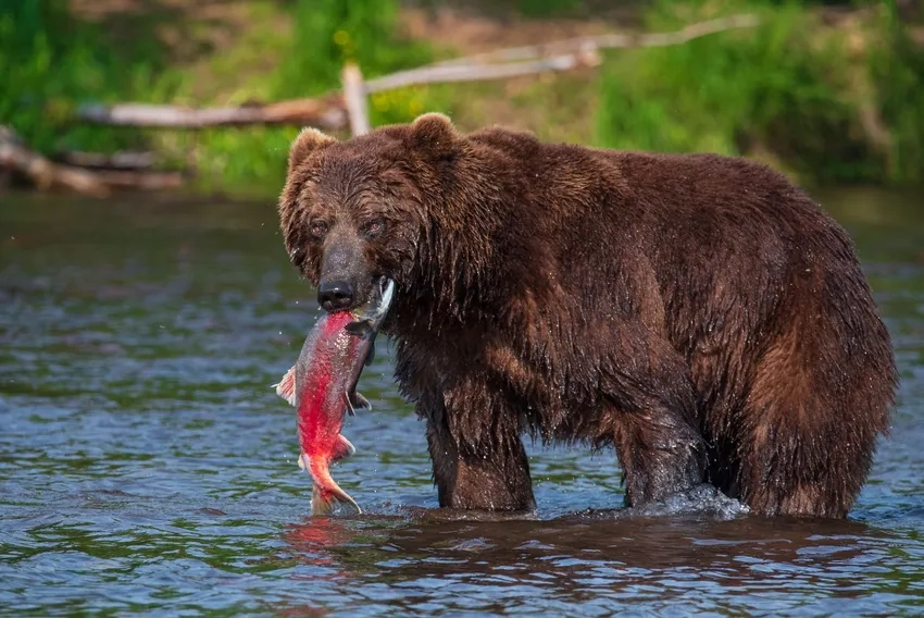 Gấu nâu chụp thiên nhiên hoang dã sống động