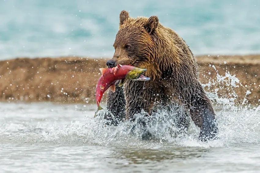 Gấu nâu bắt cá giữa dòng nước dữ dội