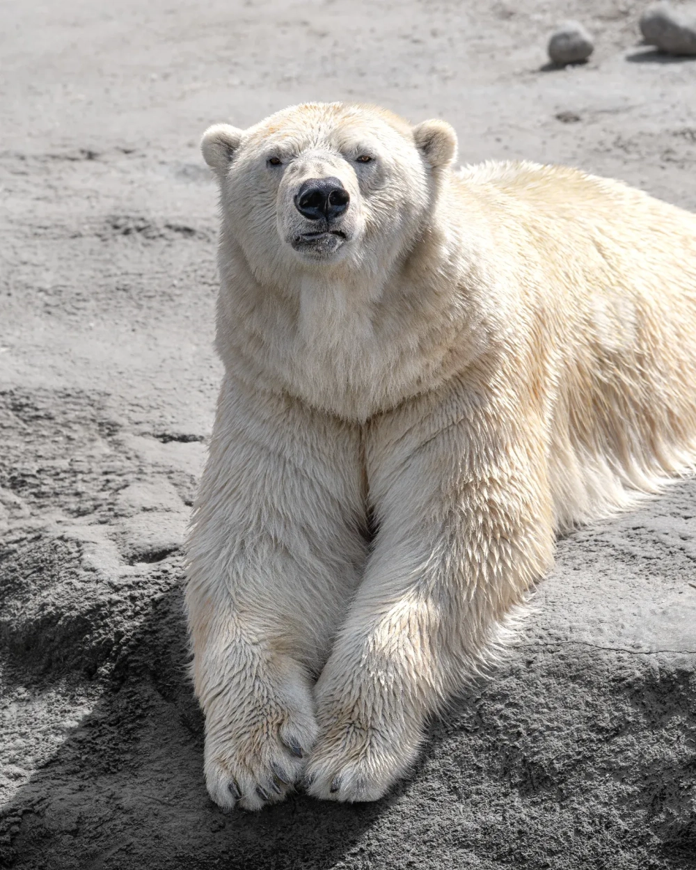 Hai chú gấu trắng Bắc Cực đang vật lộn vui vẻ