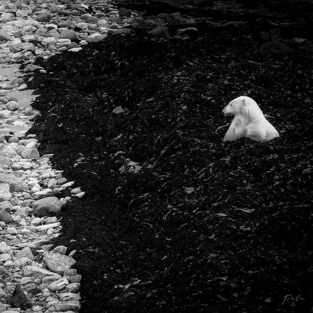 Gấu trắng Bắc Cực rũ nước sau khi bơi xong