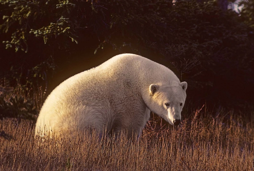 Gia đình gấu trắng Bắc Cực nghỉ ngơi trên băng