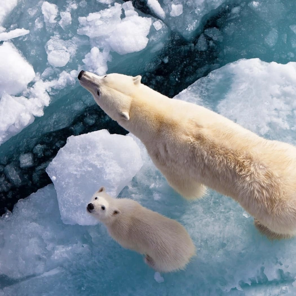 Khoảnh khắc gấu trắng Bắc Cực săn mồi dưới nước