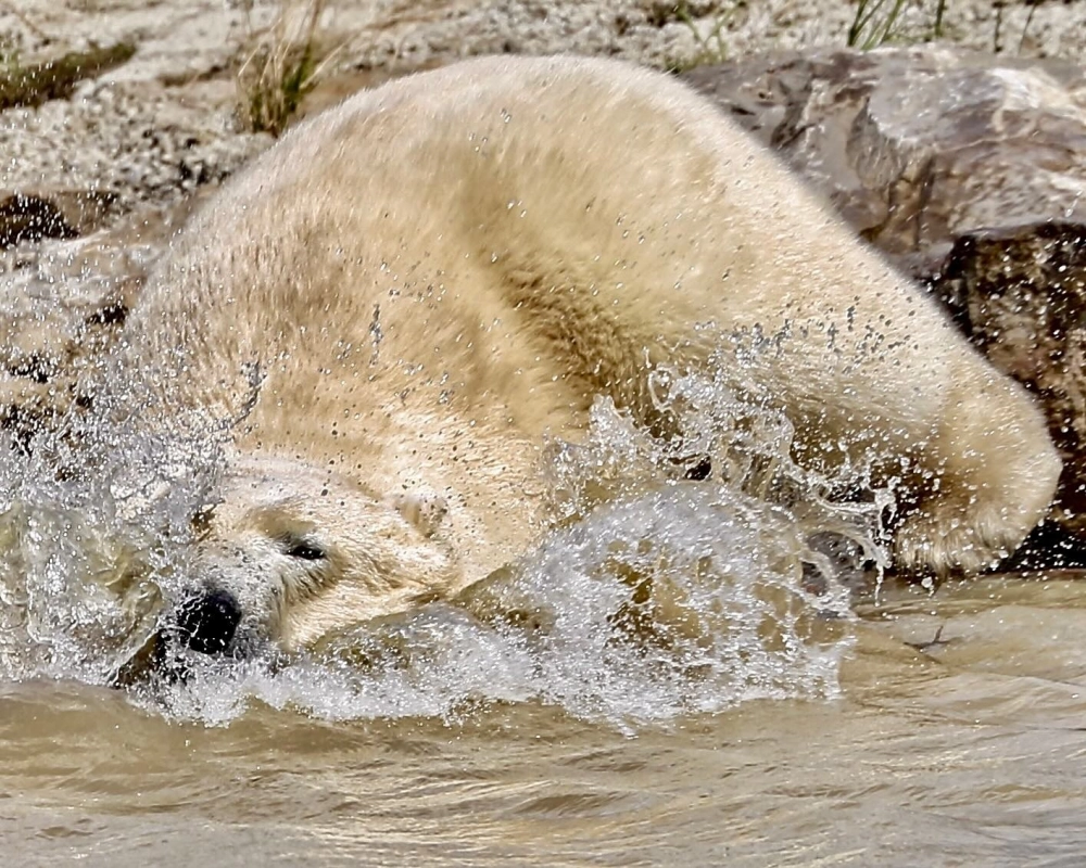 Cận cảnh khuôn mặt gấu trắng Bắc Cực đầy uy nghi