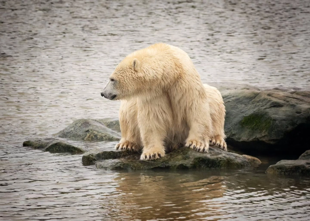 Dấu chân gấu trắng Bắc Cực in hằn trên mặt tuyết