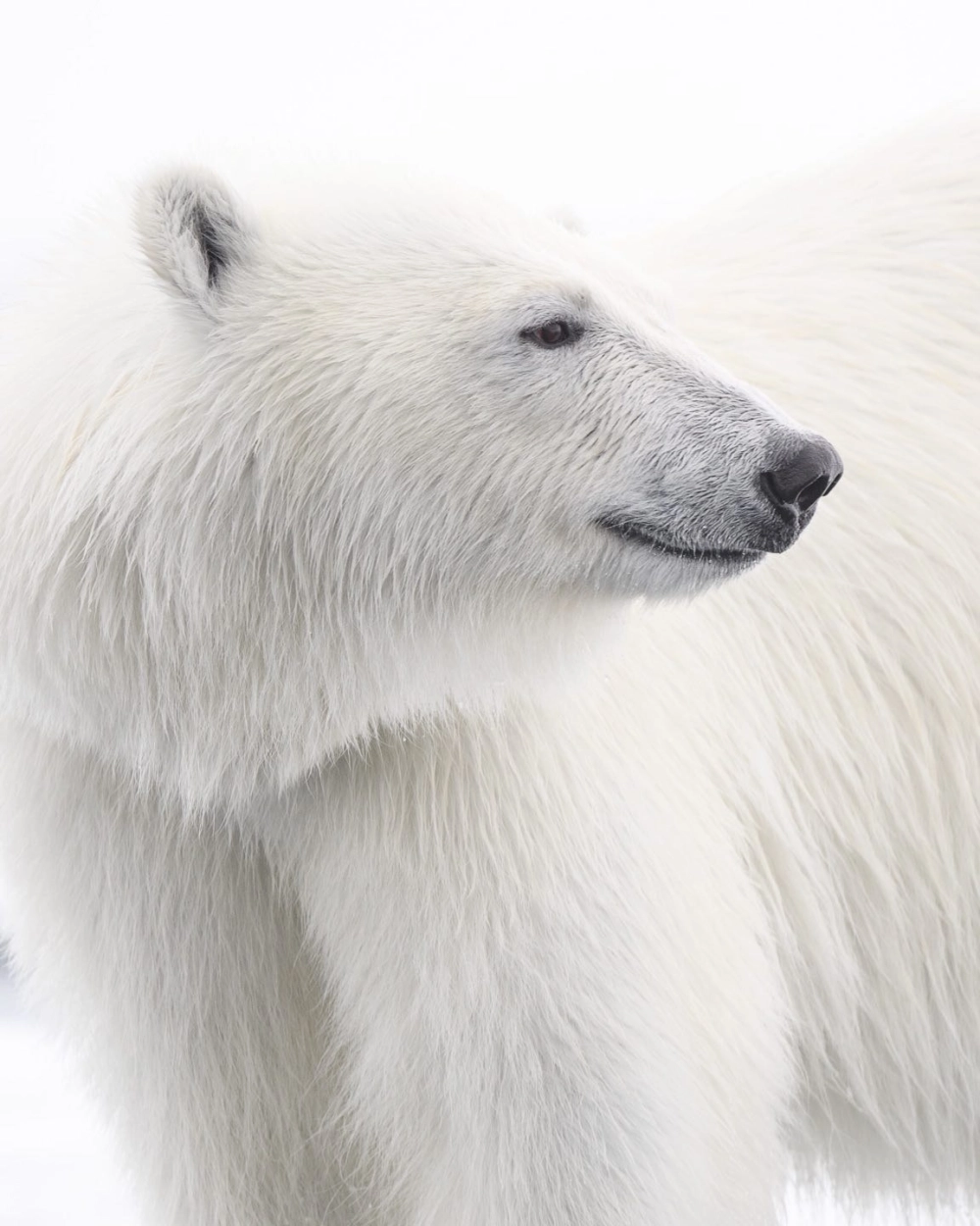 Hình ảnh gấu trắng Bắc Cực cô đơn trên tảng băng nhỏ