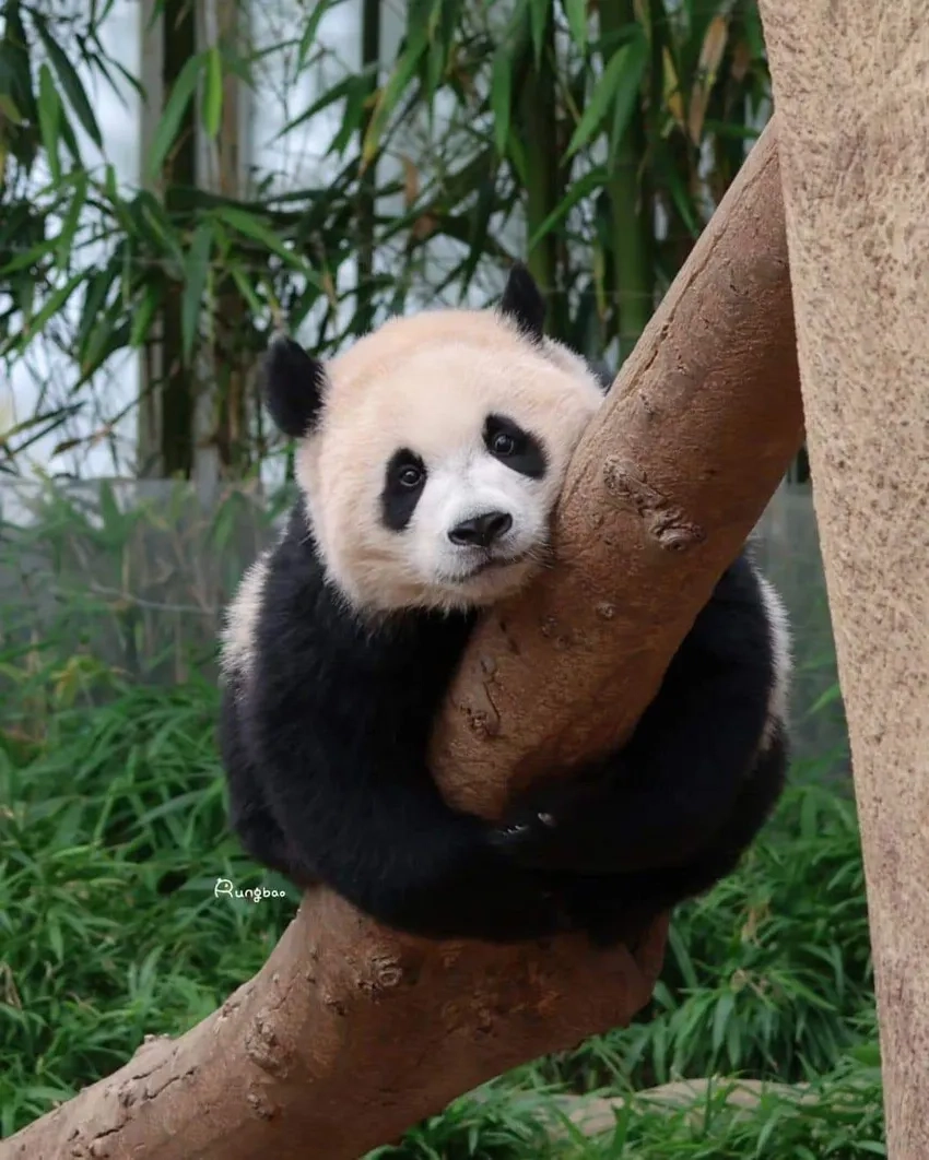 Hình gấu trúc nhí nhảnh giữa rừng tre xanh