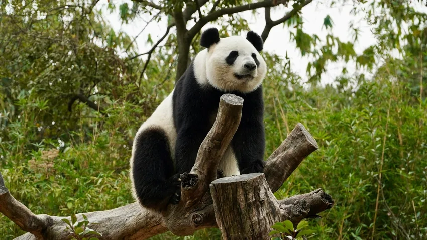 Khám phá gấu trúc hoang dã trong tự nhiên tuyệt đẹp