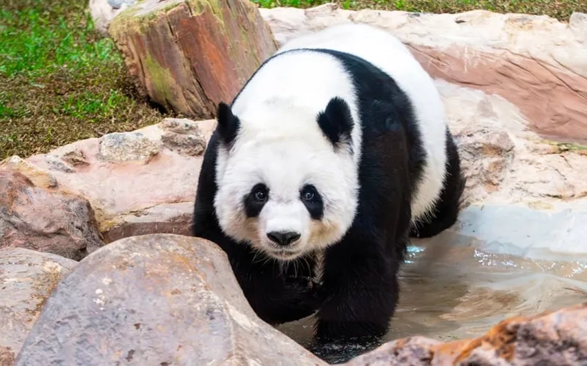 Con gấu panda ngộ nghĩnh chụp ảnh siêu dễ thương