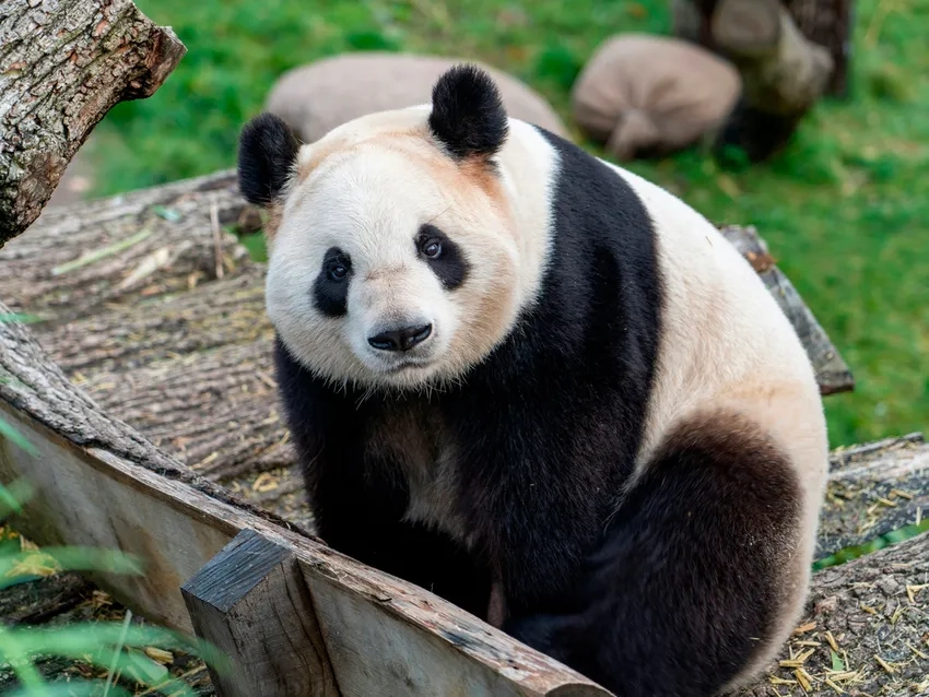 Hình ảnh gấu trúc đẹp mê hoặc mọi ánh nhìn