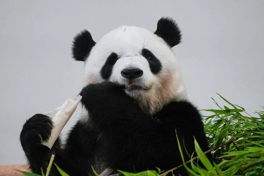 Ảnh gấu trúc con bé xinh khiến ai cũng yêu thích